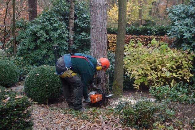 Lewedorp bomen rooien